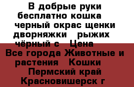 В добрые руки бесплатно,кошка,2.5черный окрас,щенки дворняжки,3 рыжих 1 чёрный,с › Цена ­ - - Все города Животные и растения » Кошки   . Пермский край,Красновишерск г.